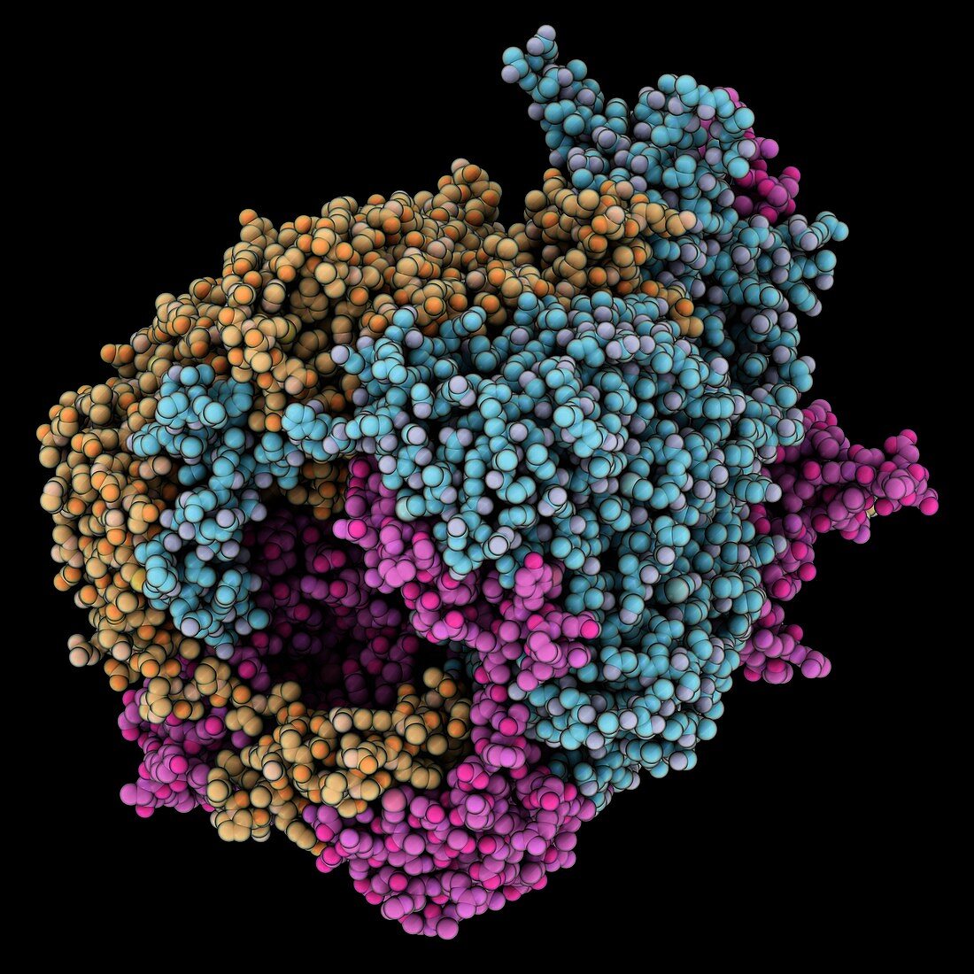 Chimpanzee adenovirus coat protein