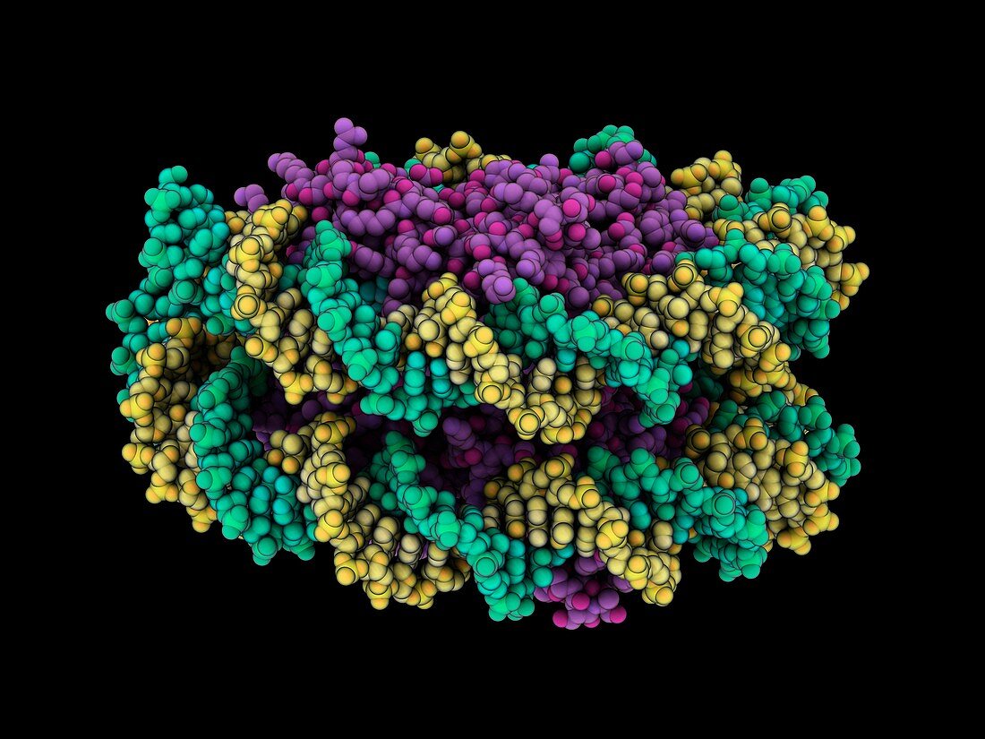 Human centromeric nucleosome complex
