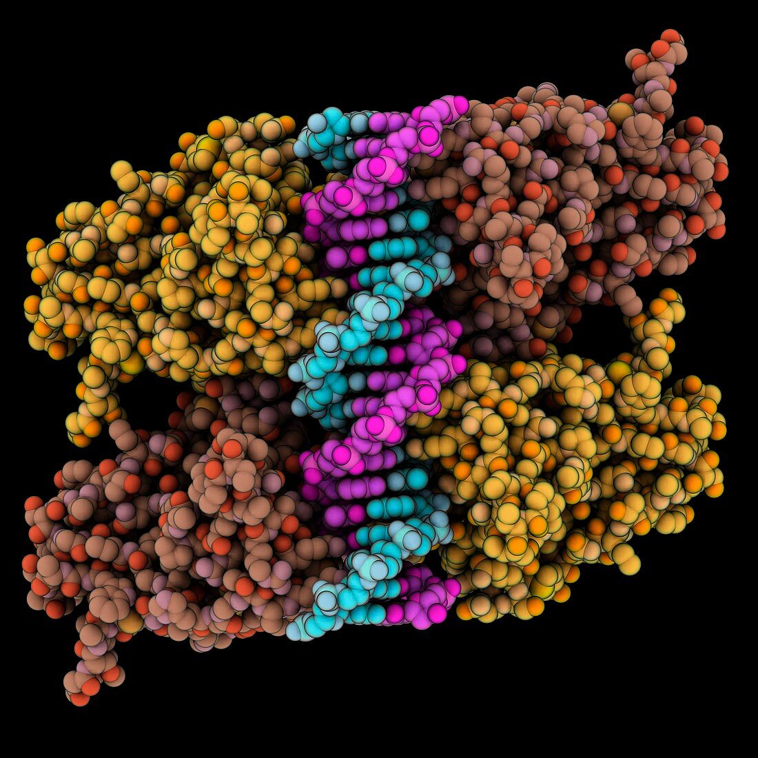 Tumour suppressor p53 complexed with DNA