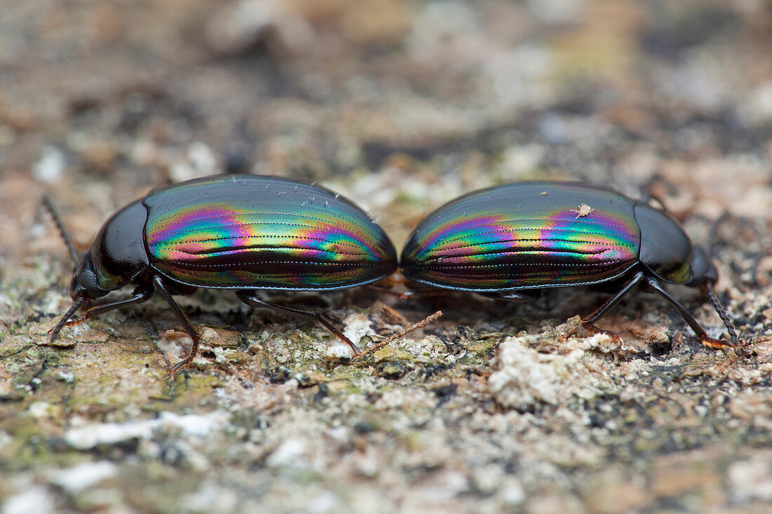 Darkling beetles
