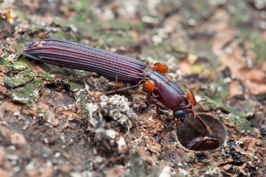 Mites on ironclad beetle
