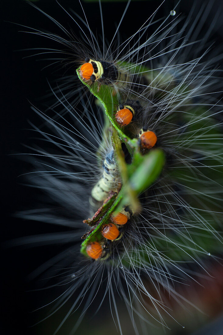 Hairy caterpillars feeding