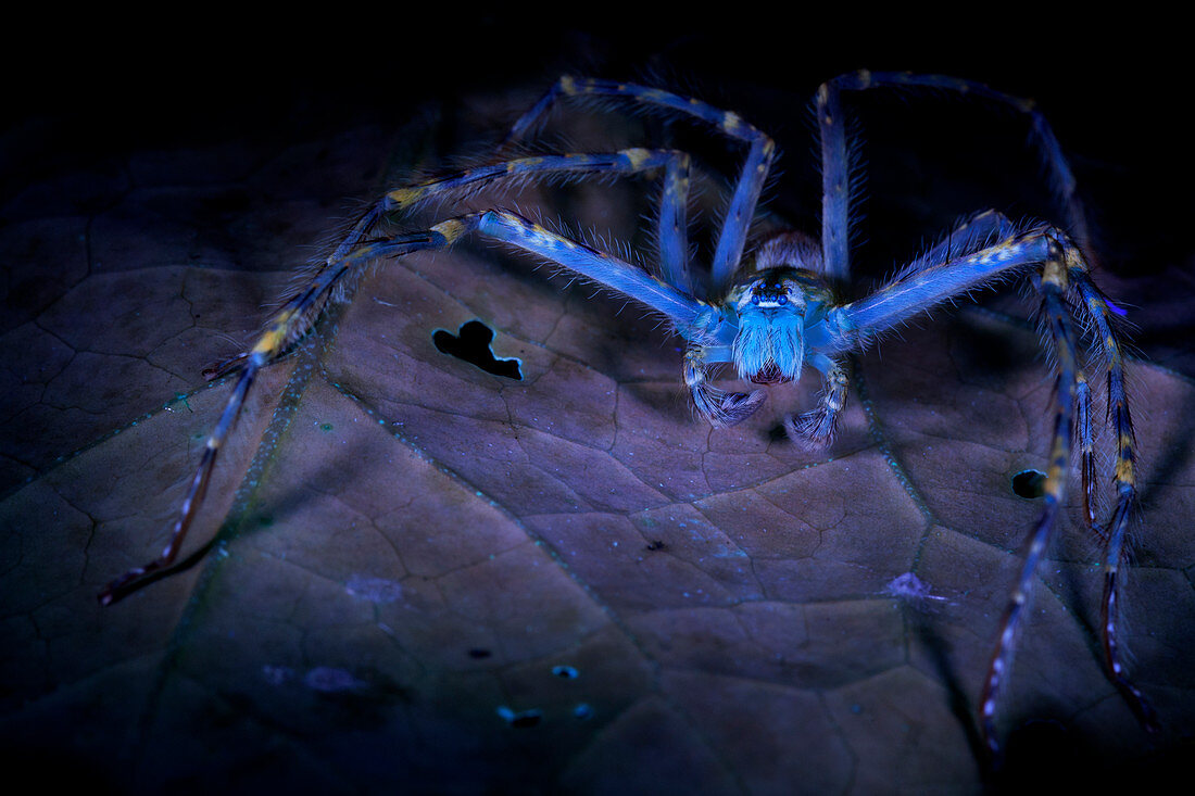 Huntsman spider under UV light
