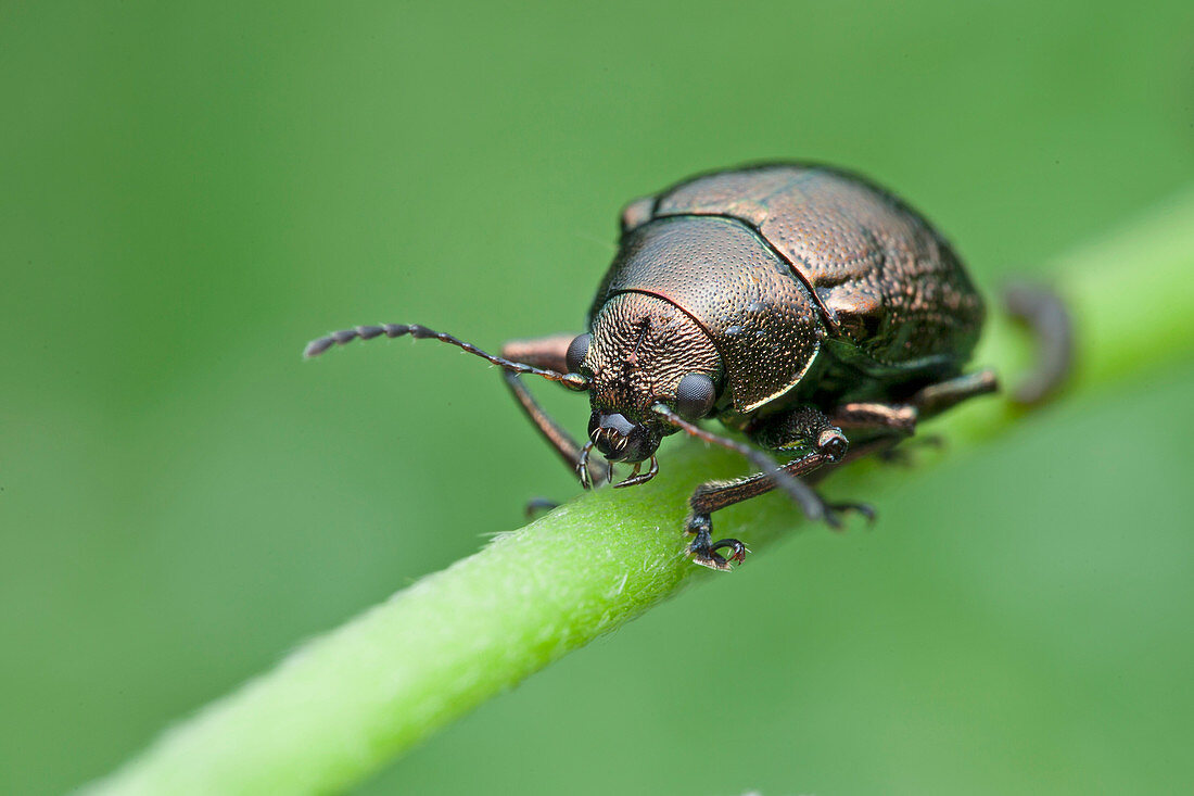 Green leaf beetle