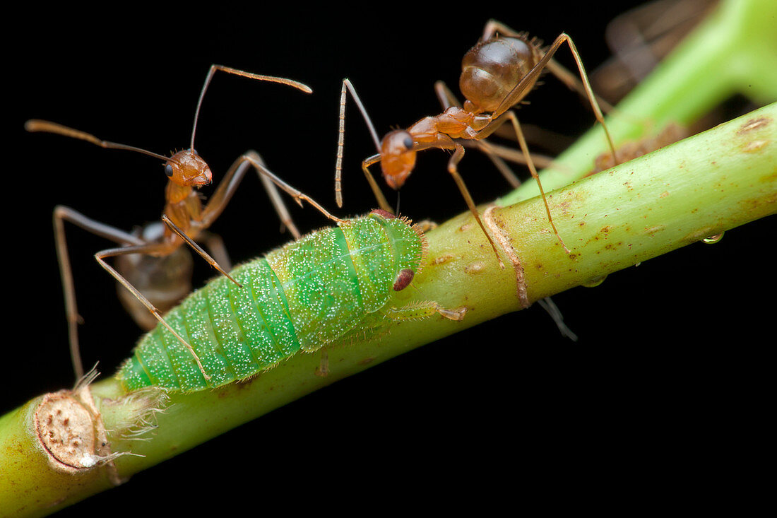 Ants milking planthopper