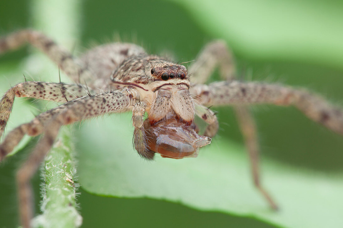 Huntsman spider with prey