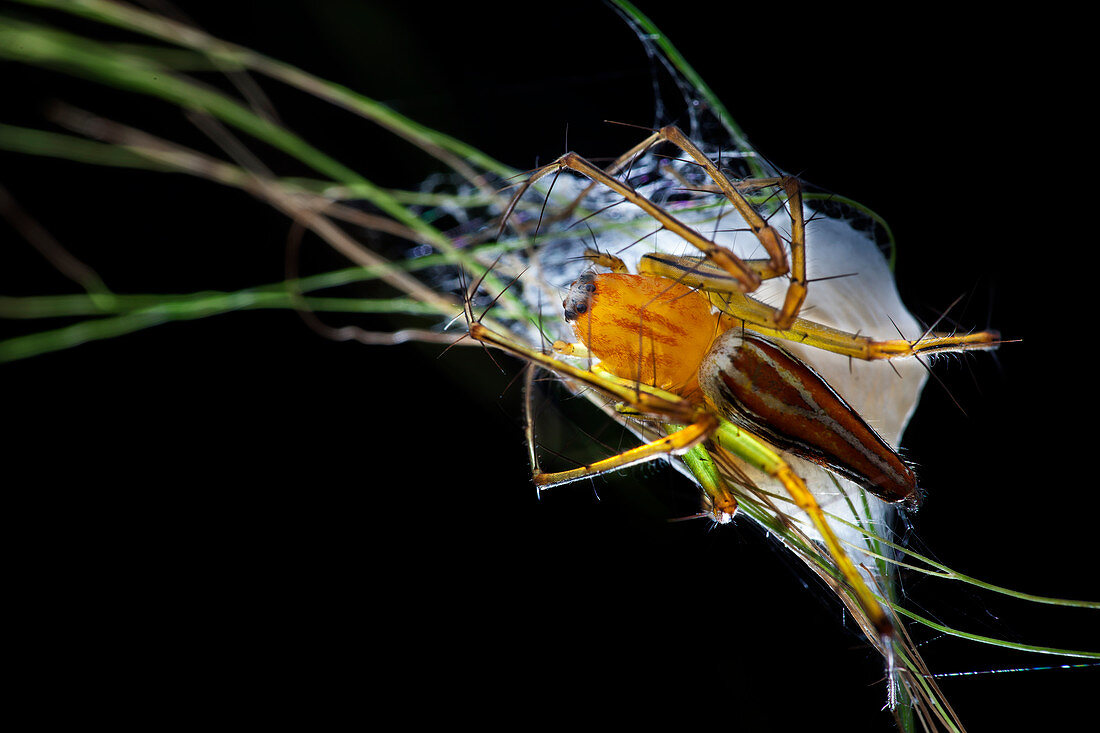 Lynx spider with egg sac