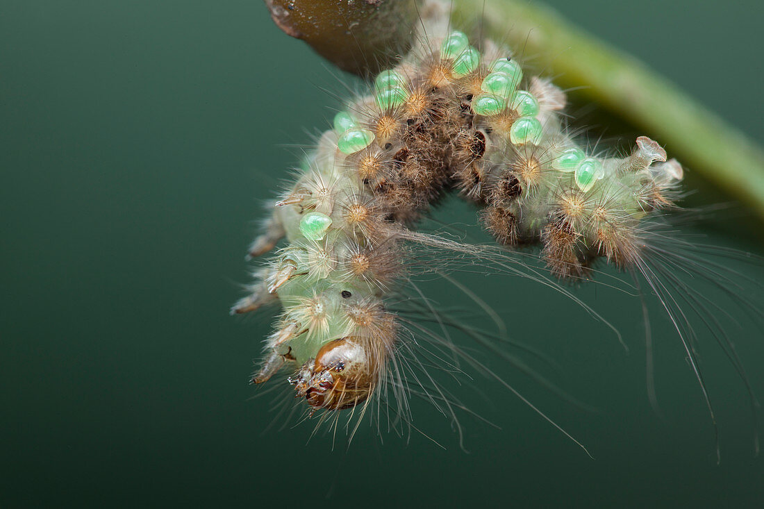 Parasites on caterpillar