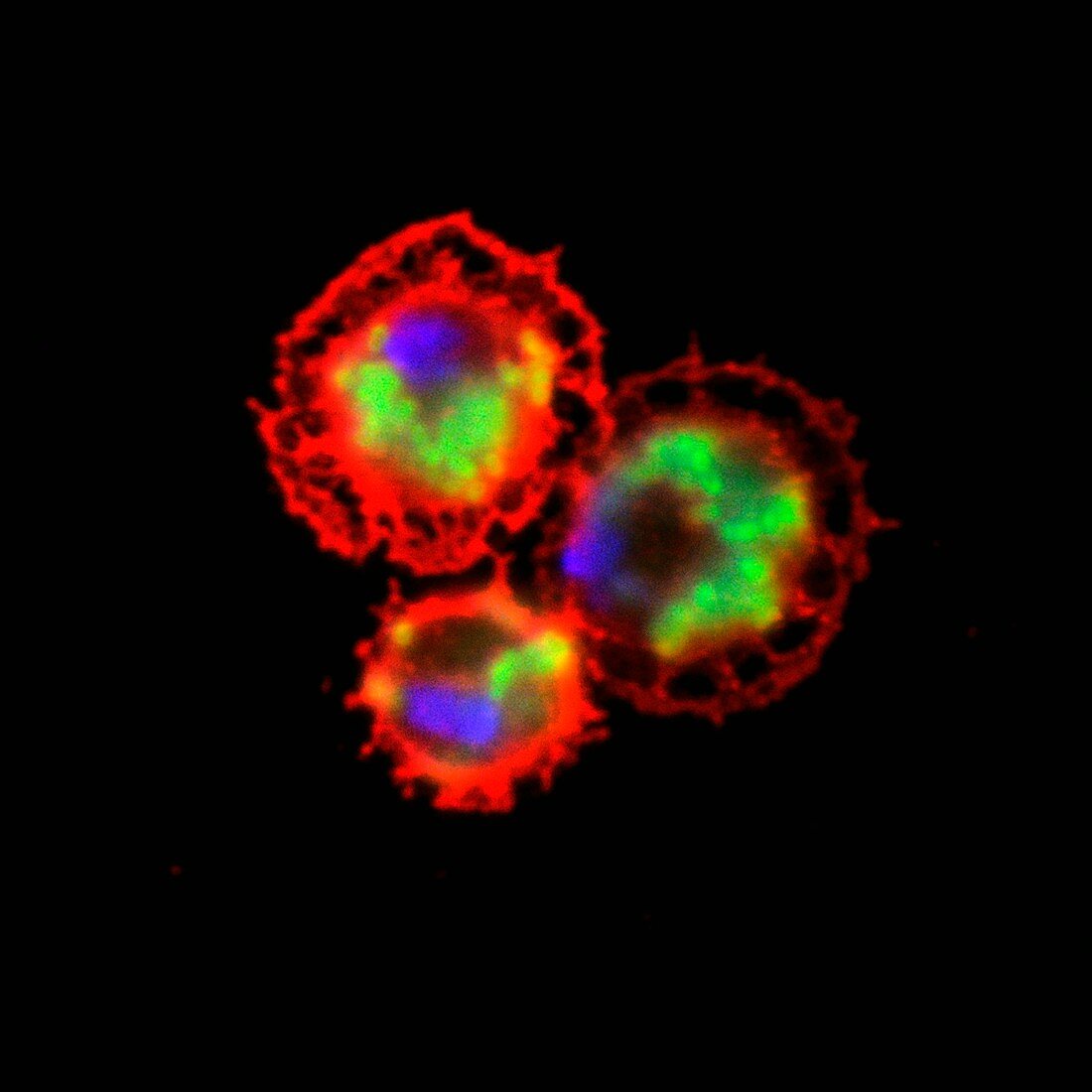 Fruit fly immune system cells, fluorescence micrograph