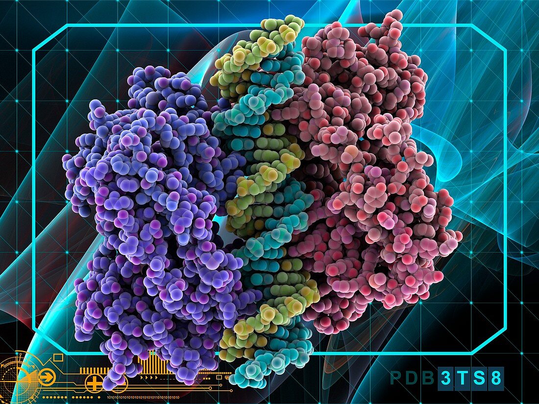 Tumour suppressor p53 complex