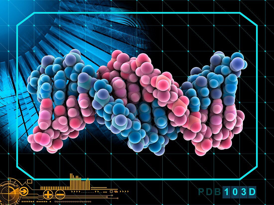 Human DNA molecule