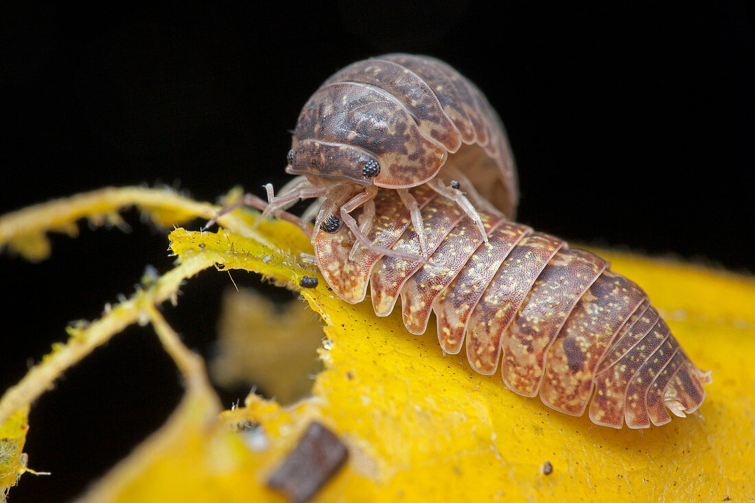 Woodlice courtship