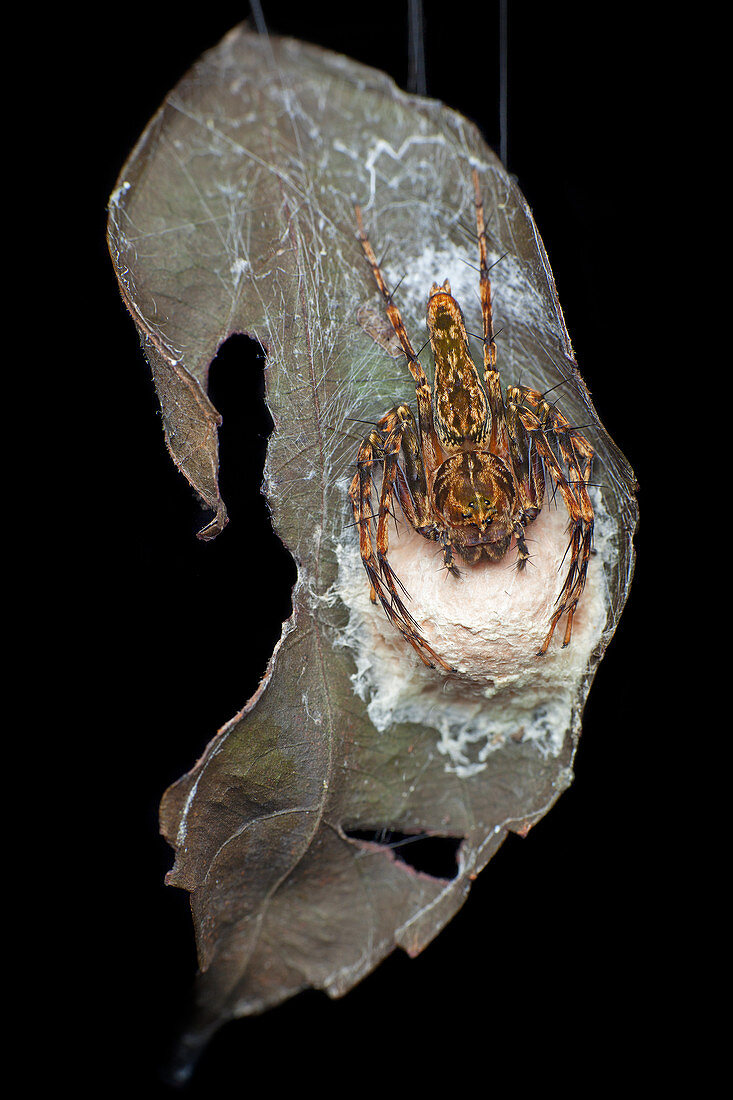 Lynx spider with egg sac