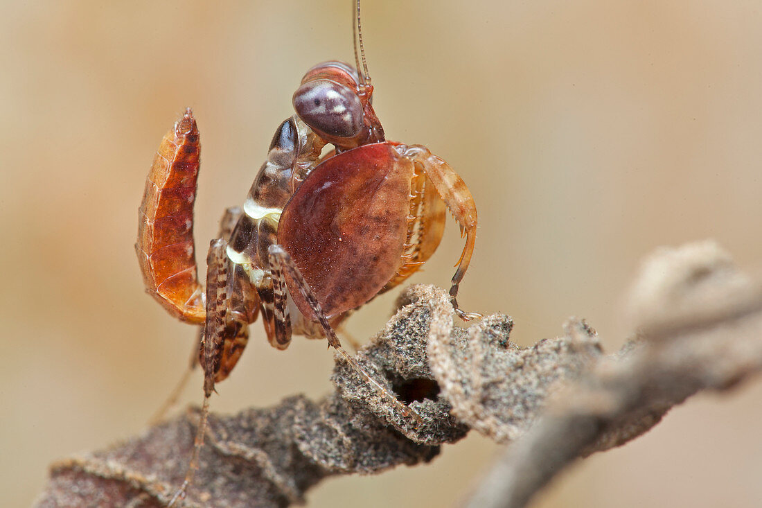 Boxer mantis nymph