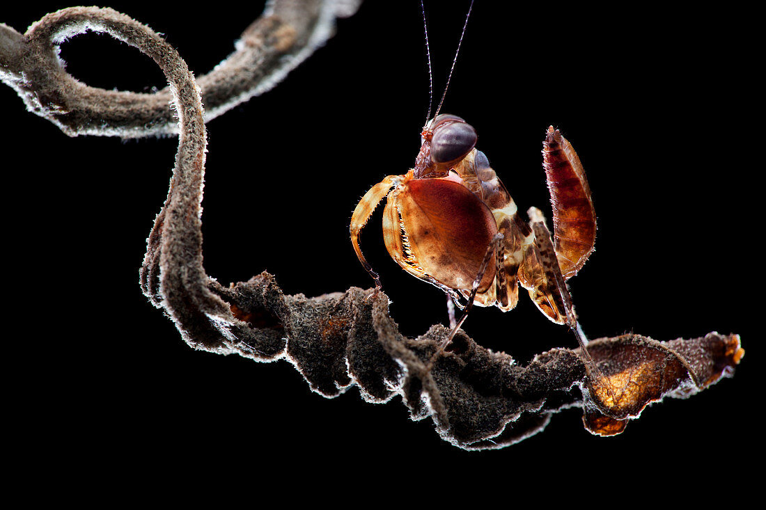 Boxer mantis nymph