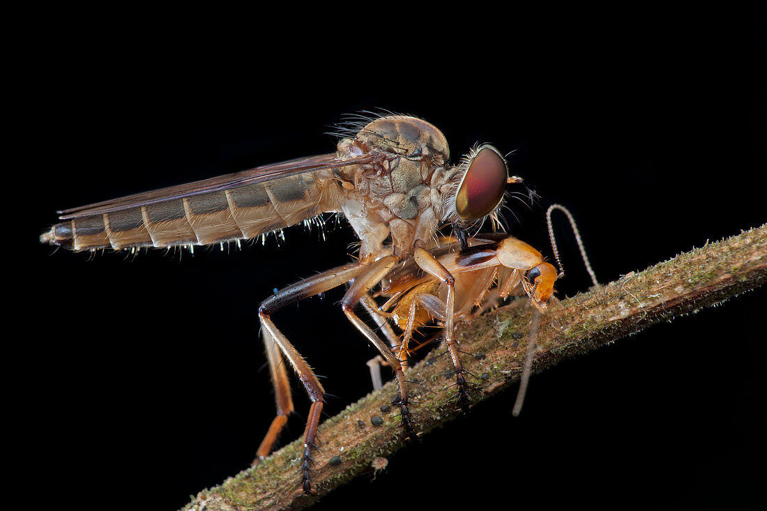 Robber fly preying on cockroach