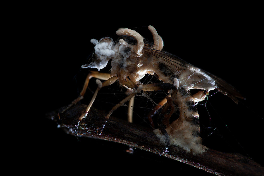 Robber fly infected by parasitic fungus