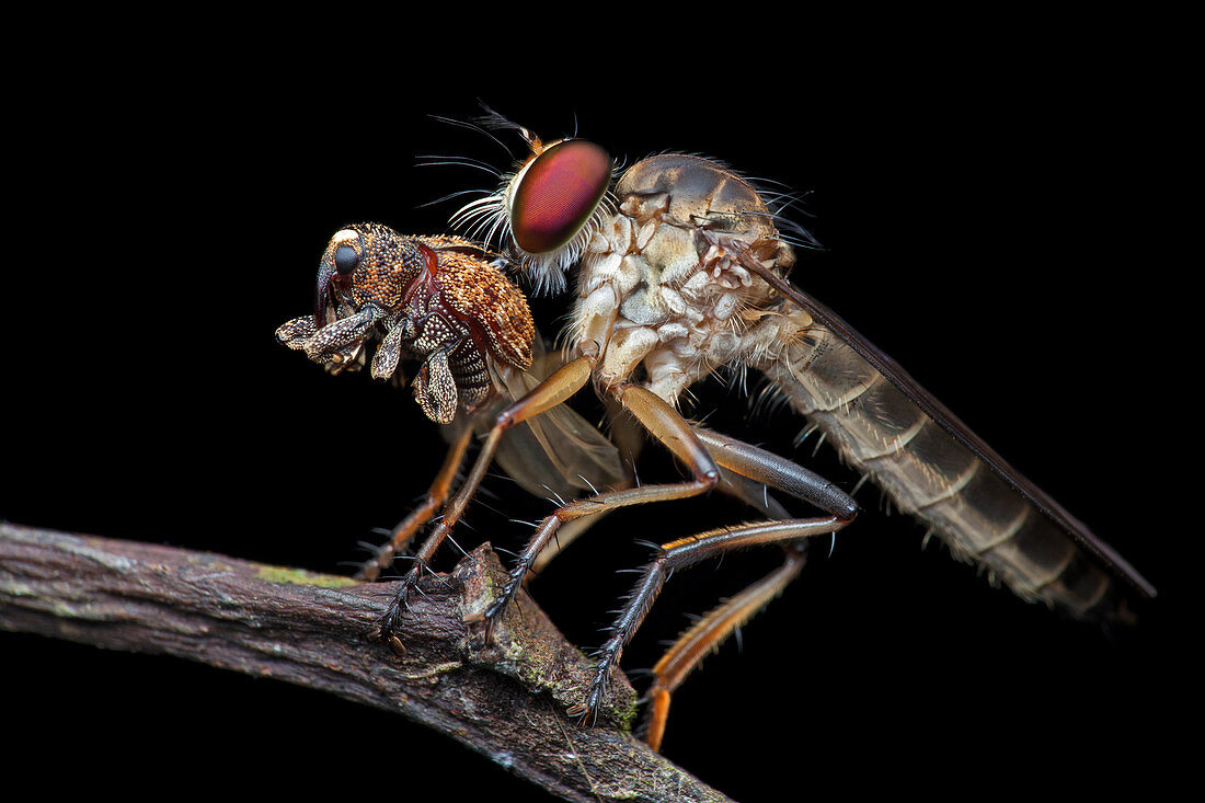 Robber fly preying on weevil