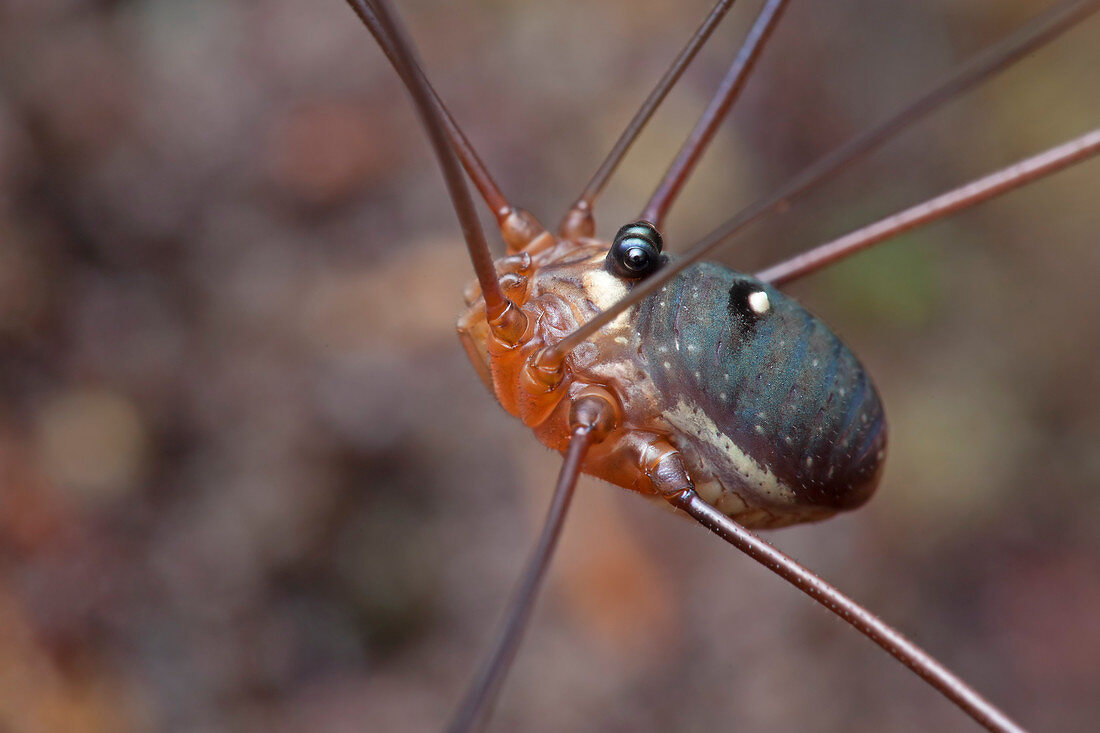 Harvestman