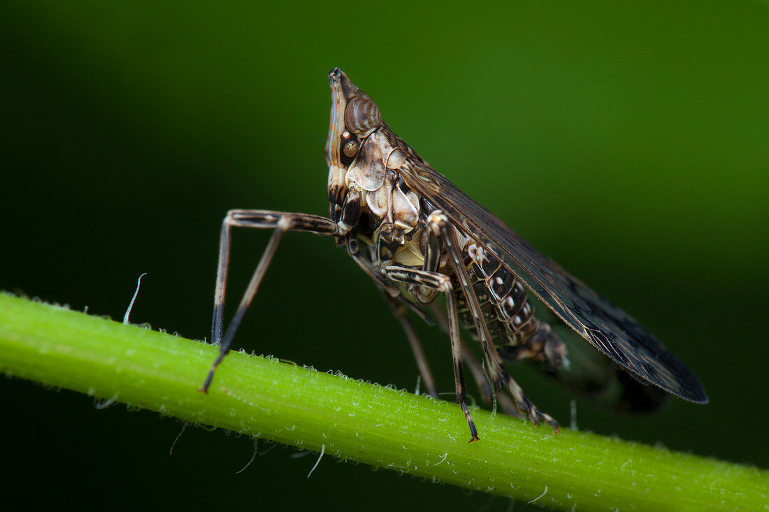 Long-nose planthopper