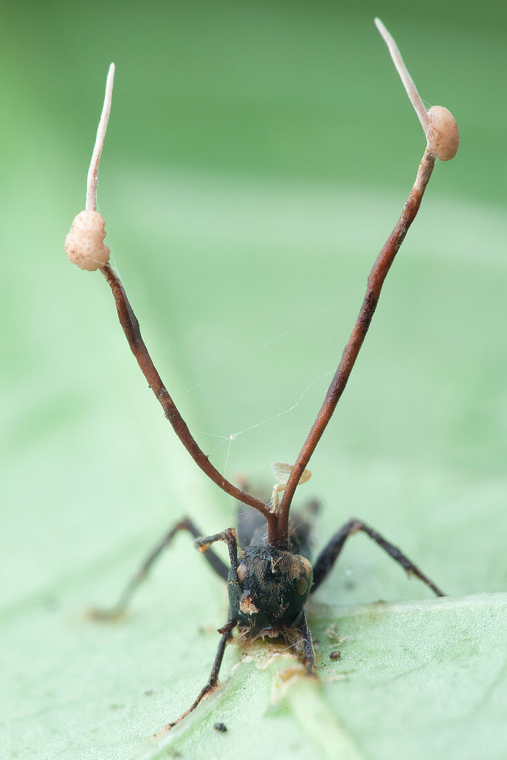 Ant infected by parasitic fungus