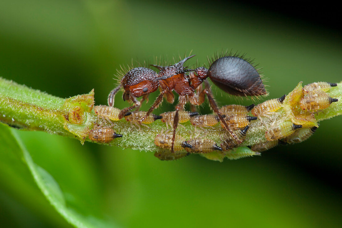 Ant milking treehopper nymph