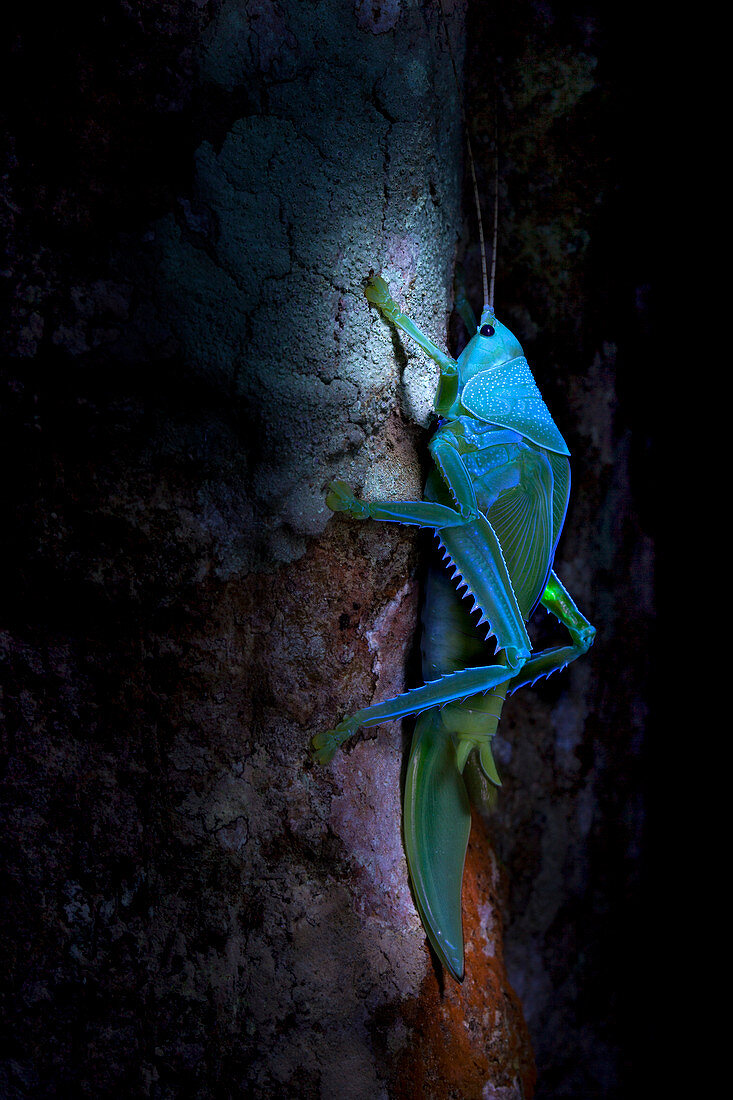 Katydid under UV light
