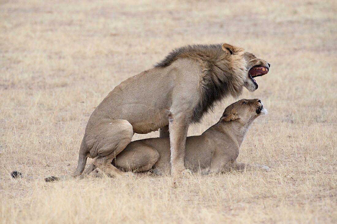 African lions mating