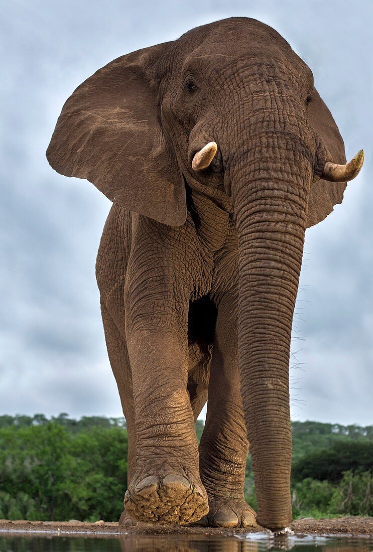 African elephant bull