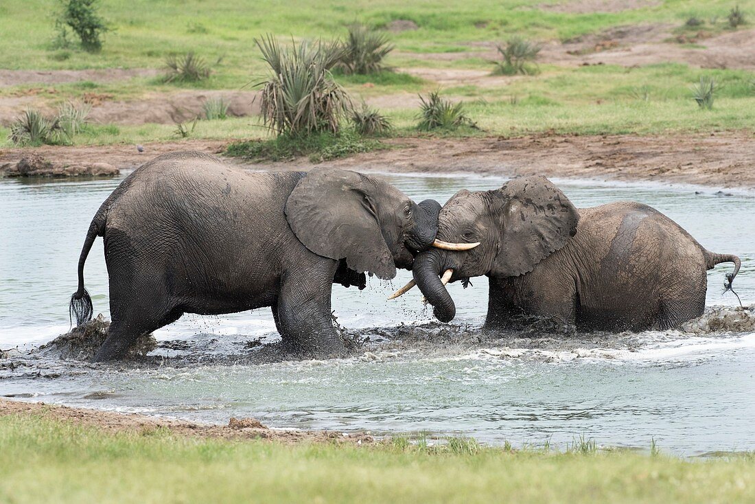 Young African elephant bulls sparing