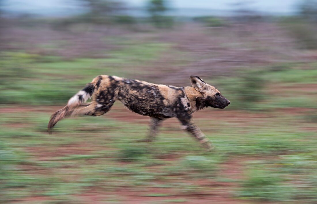 Adult African hunting dog running