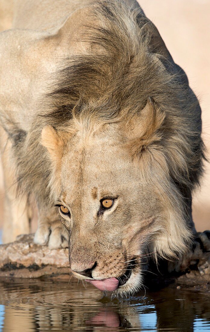 Male African lion drinking