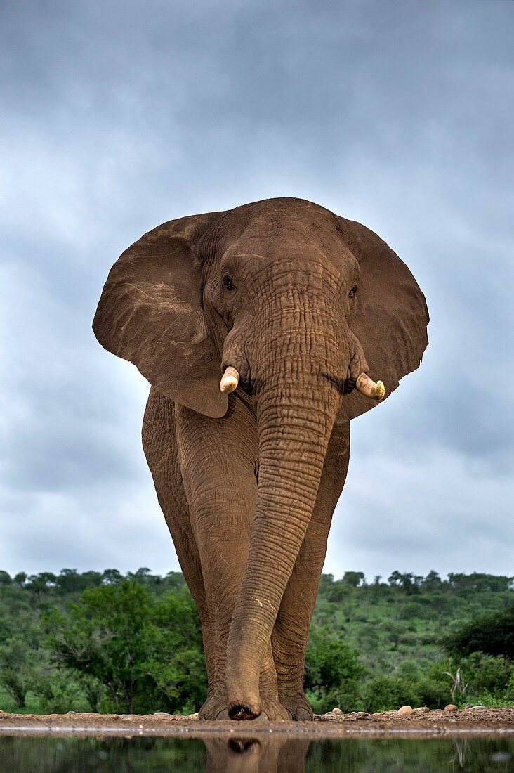 African elephant bull