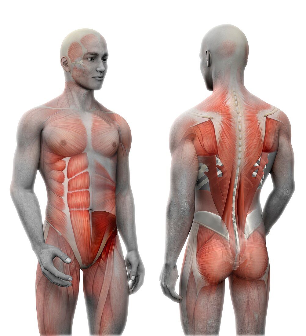 Human muscle anatomy, illustration