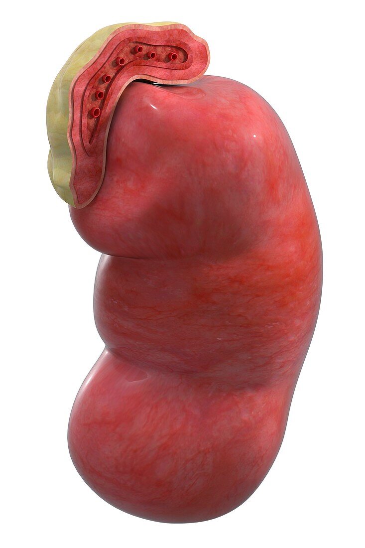 Kidney and adrenal gland, illustration