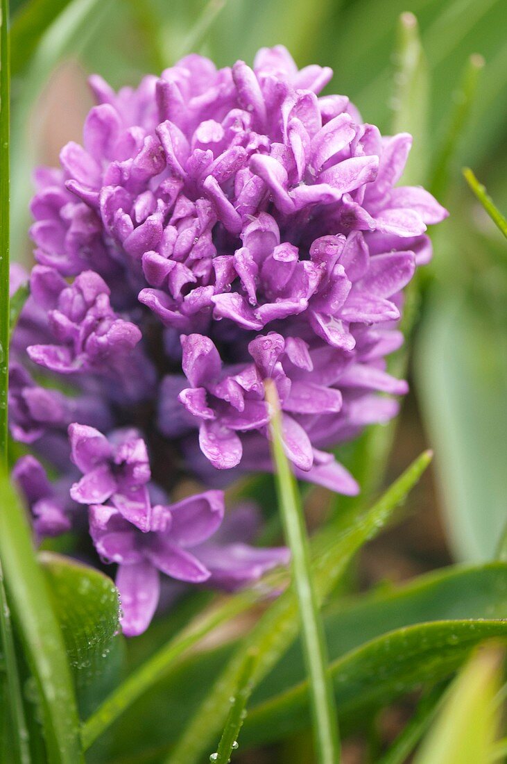 Common hyacinth (Hyacinthus orientalis) in flower