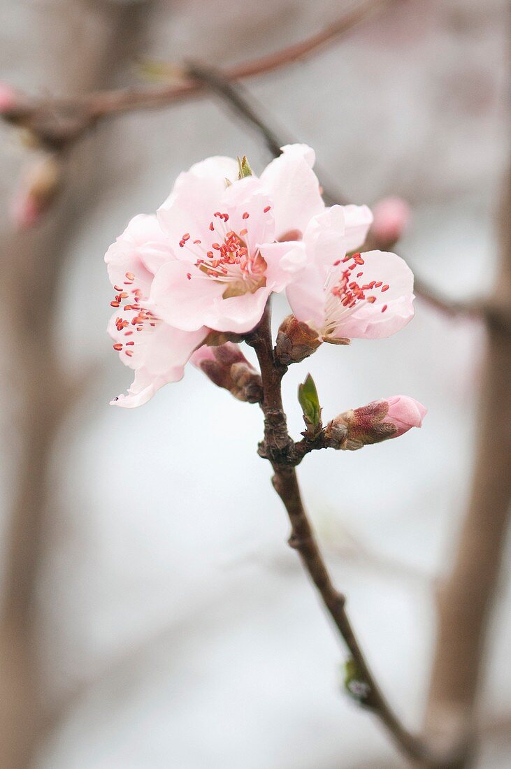 Peach (Prunus persica) tree in blossom