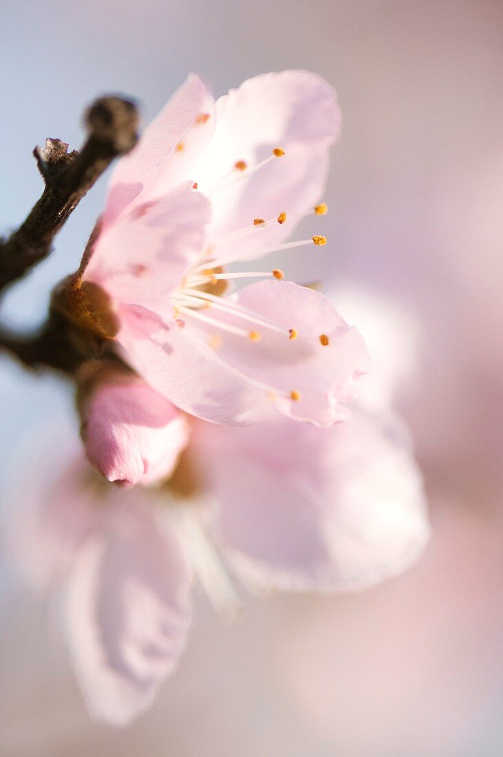 Peach (Prunus persica) tree in blossom
