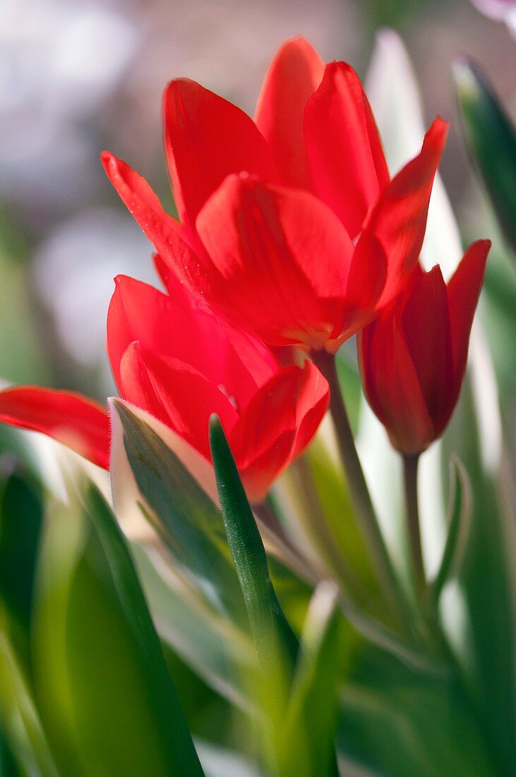 Tulips (Tulipa 'Merry-go-Round') in flower