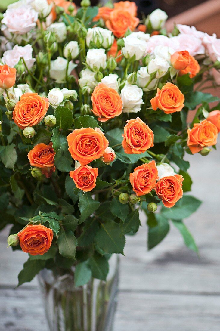 Mixed cut roses (Rosa sp.) in a vase