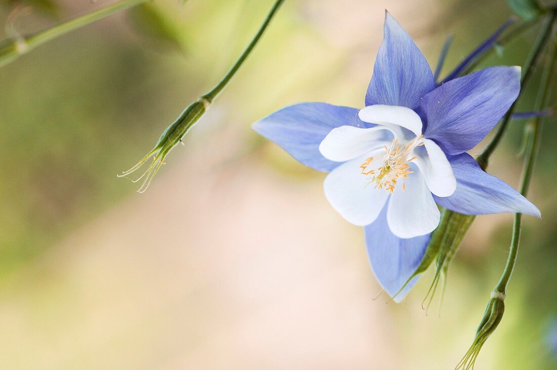 Columbine (Aquilegia sp.) in flower