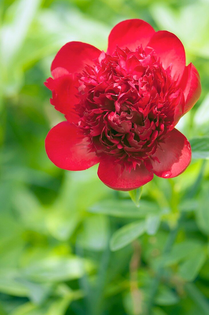 Red peony (Paeonia lactiflora) in flower