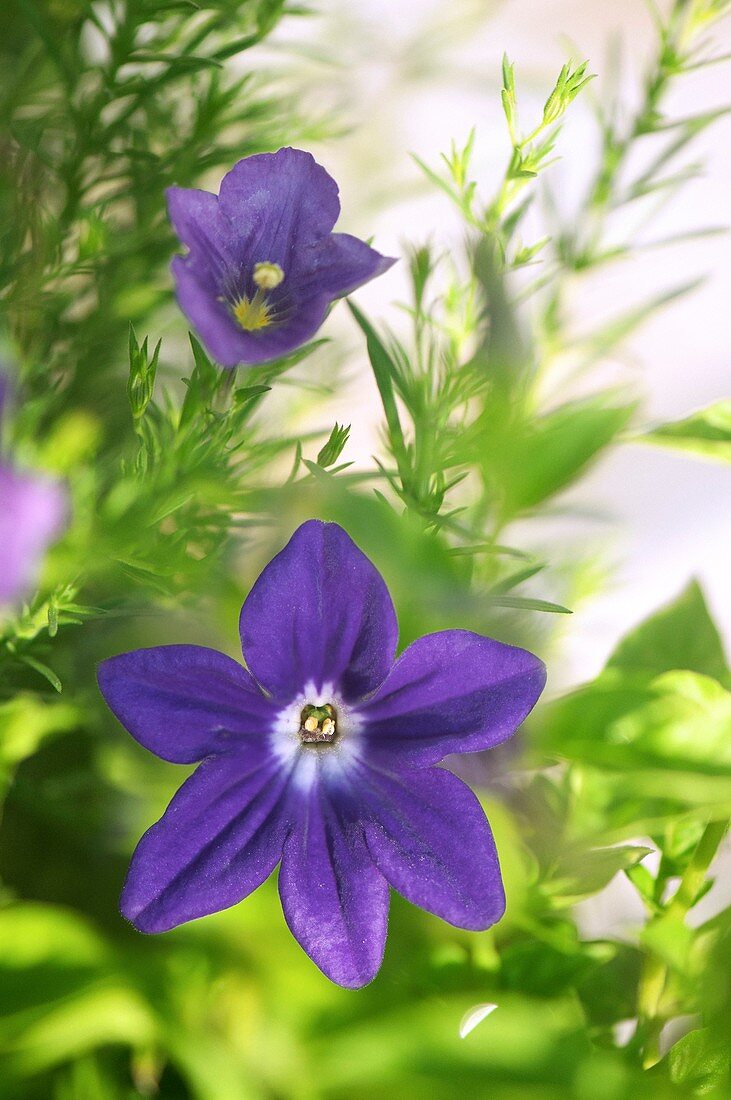 Bush violet (Browallia speciosa) in flower