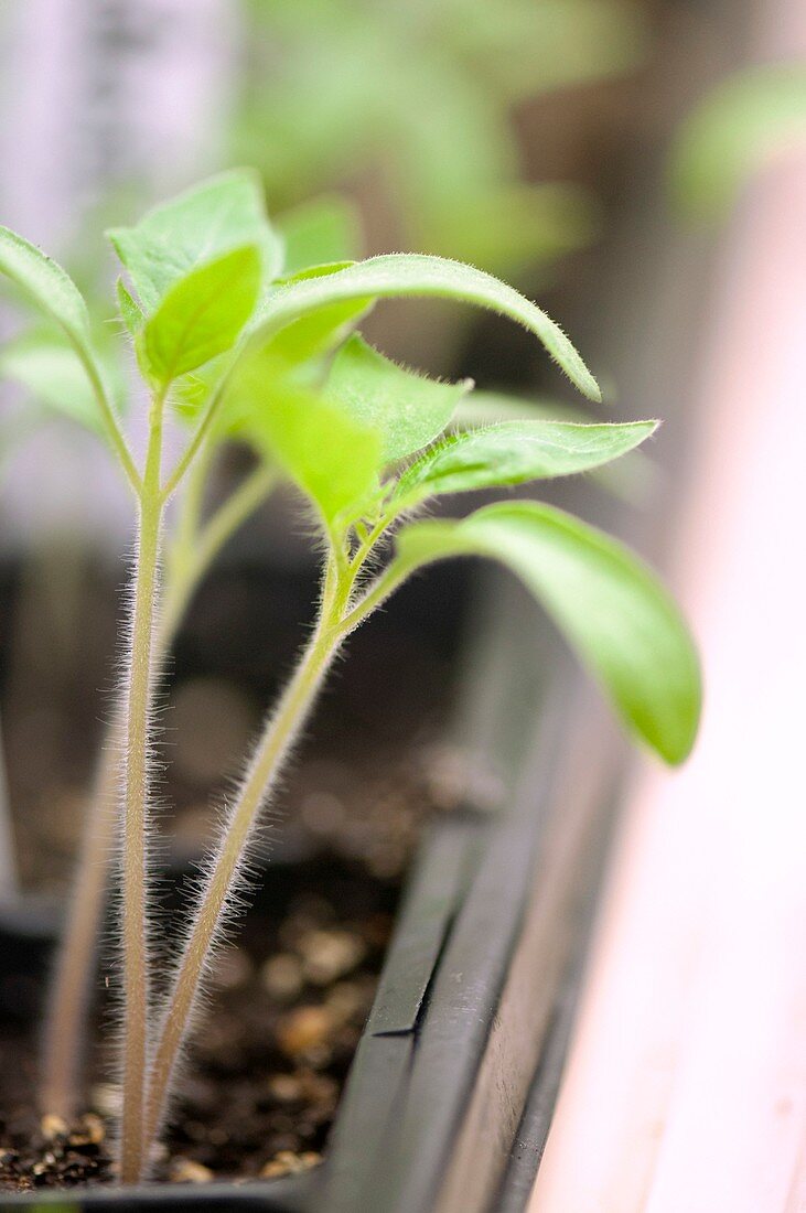 Tomato (Solanum lycopersicum) seedlings