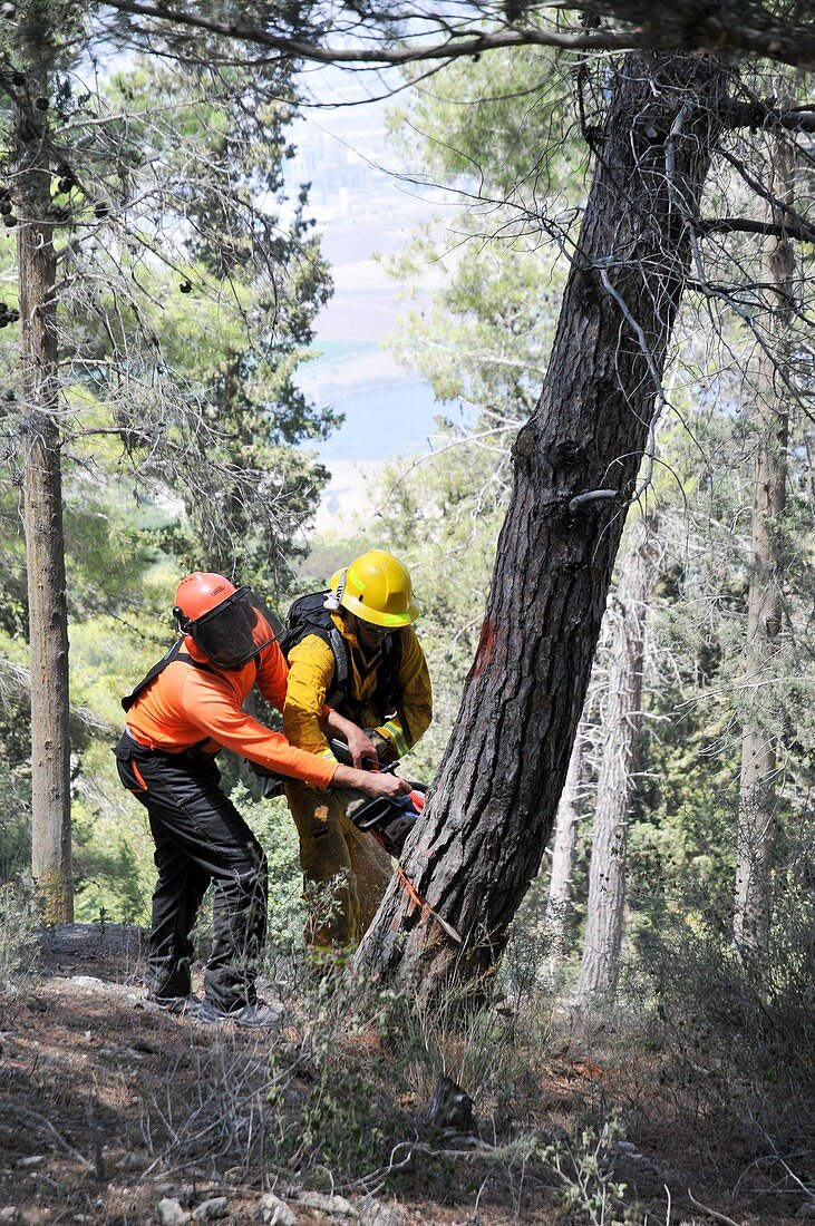Foresters cutting down pine trees