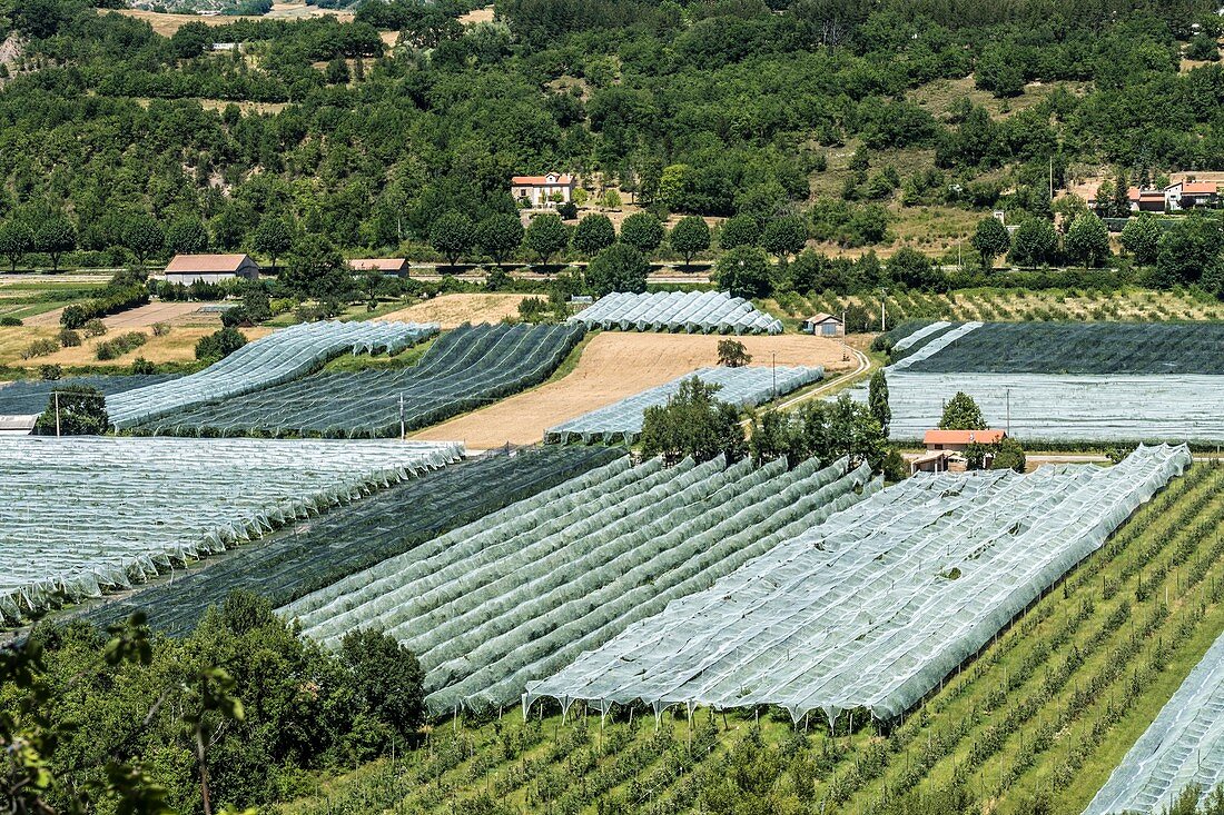Netted apple orchard in Provence