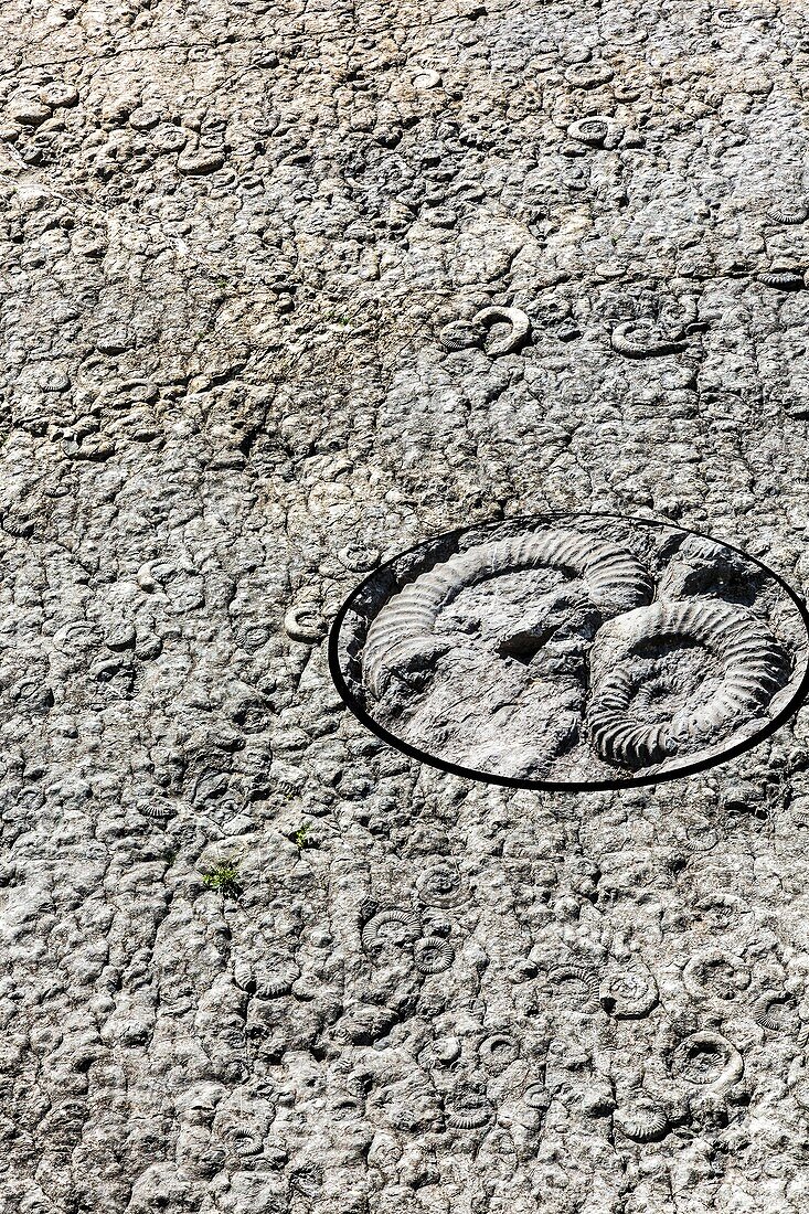The ammonite slab, Digne les Bains.