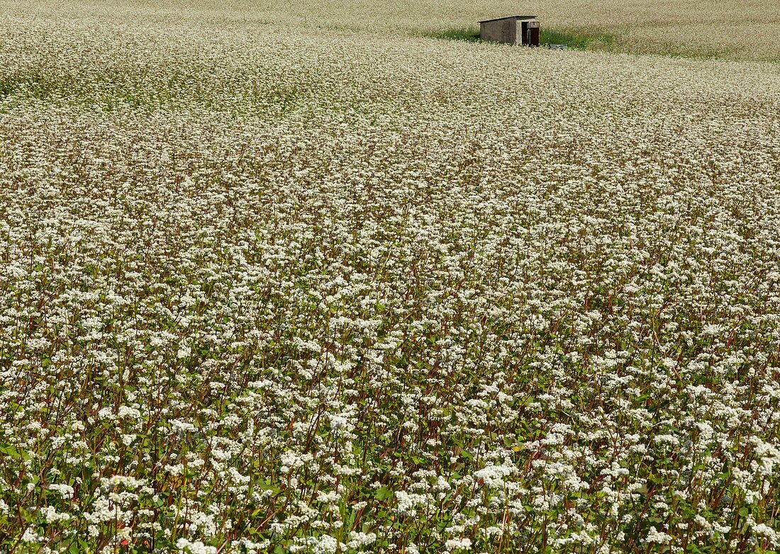 A field of buckwheat plants