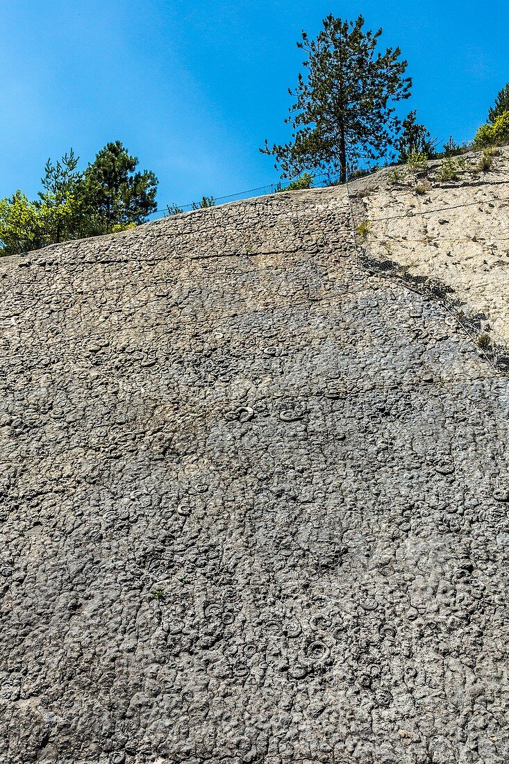The ammonite slab, Digne les Bains