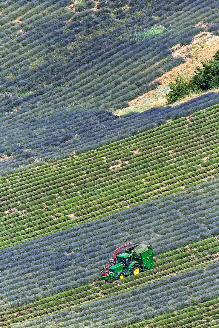 Harvesting lavandin on a steep field